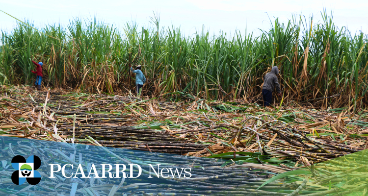 DOST iCRADLE Sugarcane Project Exhibits Higher Yield Results for First Harvest